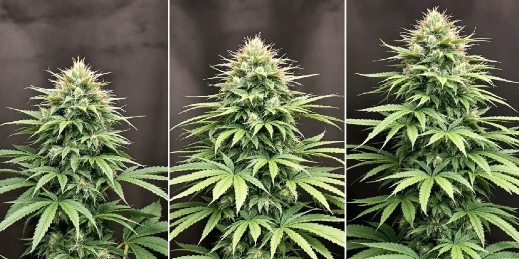 comparison of autoflower cannabis plants showing different phenotypes and bud structures