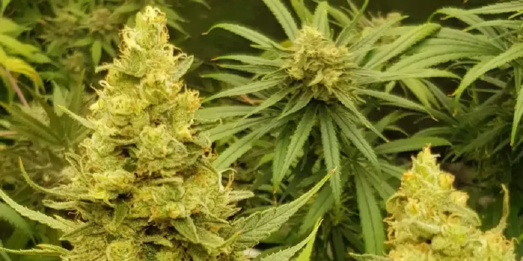 How to Grow Banana Krumble