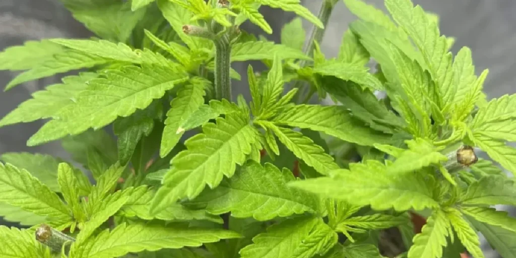 Banana Krumble plant in vegetative stage