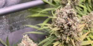 close up of barneys mimosa evo cannabis buds with trichomes and orange pistils