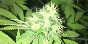 Big Tooth strain in flowering stage