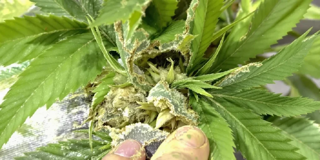 cannabis bud rot mold inside flower botrytis infection