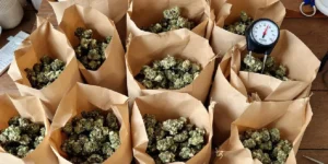 Cannabis buds curing in paper bag using traditional drying and curing method