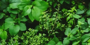 CBD Gastritis: A Natural Way to Soothe Stomach Inflammation