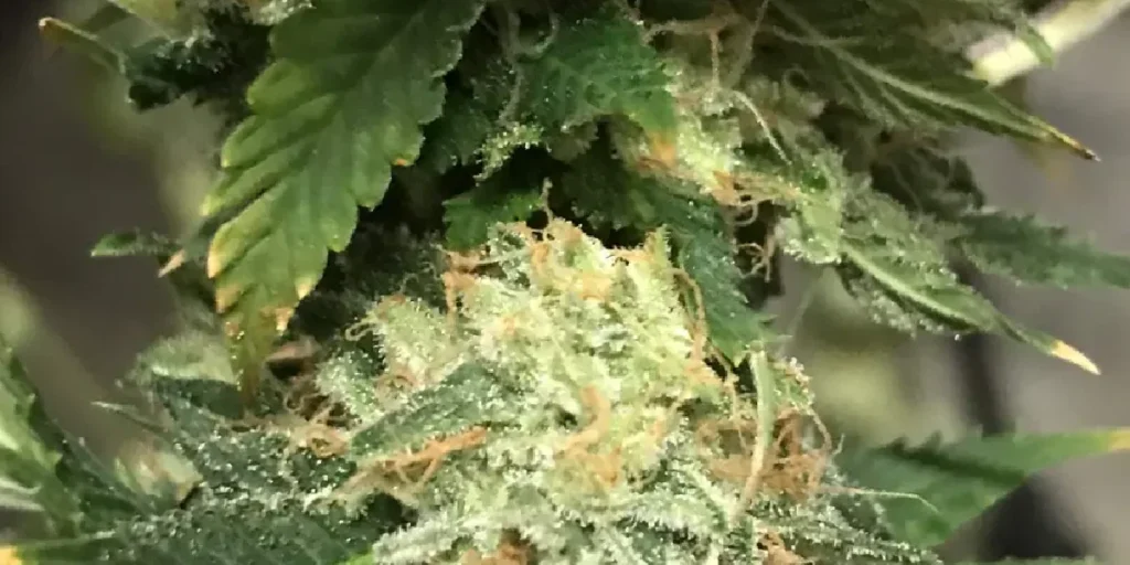 Crystal Meth Autoflower Grow Info