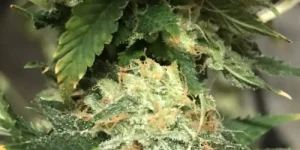 cannabis autoflower bud trichomes resin thc potency close up