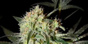 How to Grow Damn Sour Strain