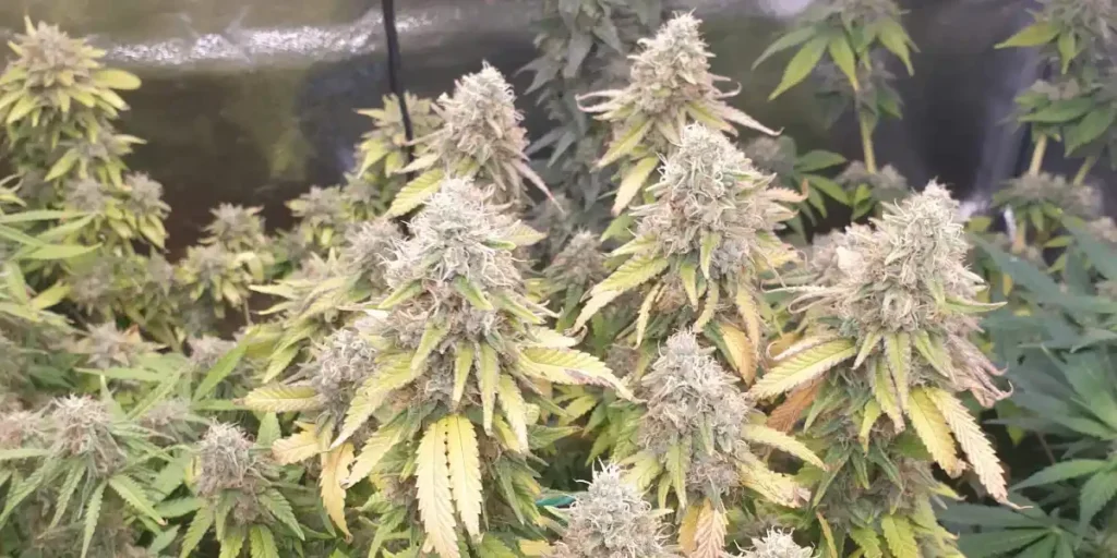 close up of cannabis bud with high trichome density from strong genetics