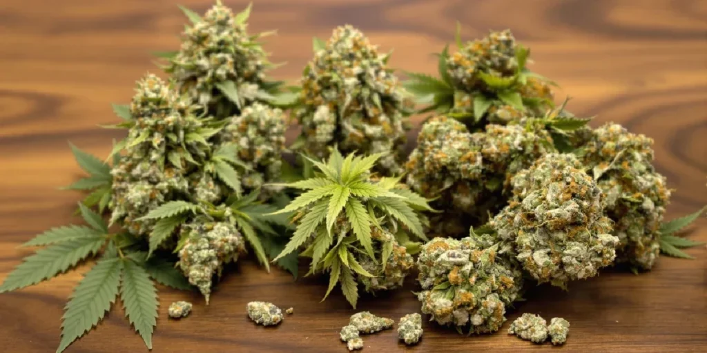 macro close up of cannabis trichomes and pistils indicating potent dank weed