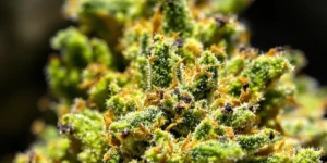 assortment of dense cannabis buds with leaves on wooden table high quality weed