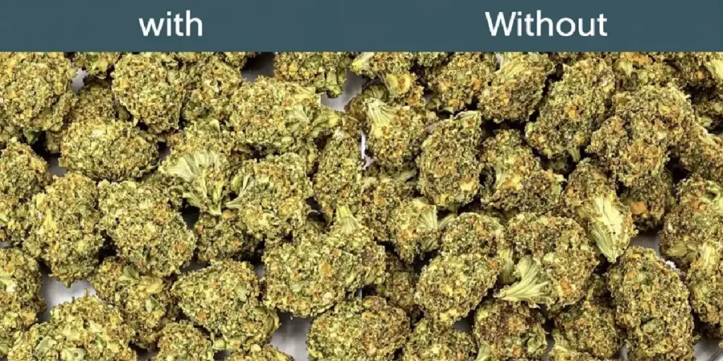 Dehumidifier used in a cannabis drying room to control humidity and prevent mold.