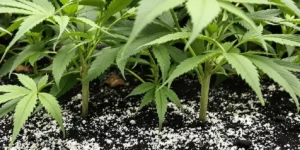 Diatomaceous earth spread over soil in cannabis pots indoors.