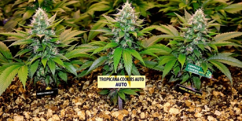 Applying dried molasses to soil