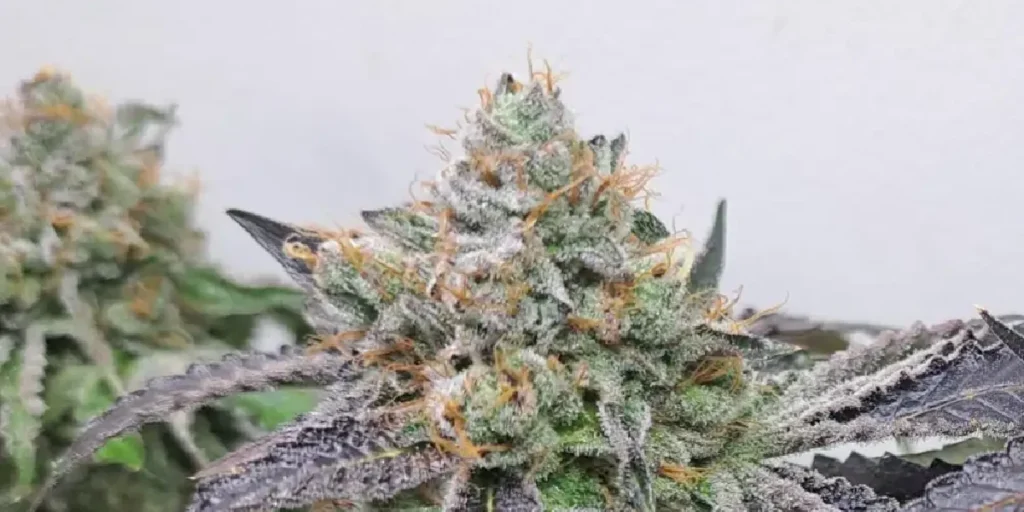 Wedding Cake Gelato Strain Cultivation Guide