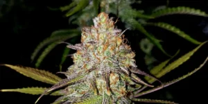 How to Grow Exodus Cheese Strain