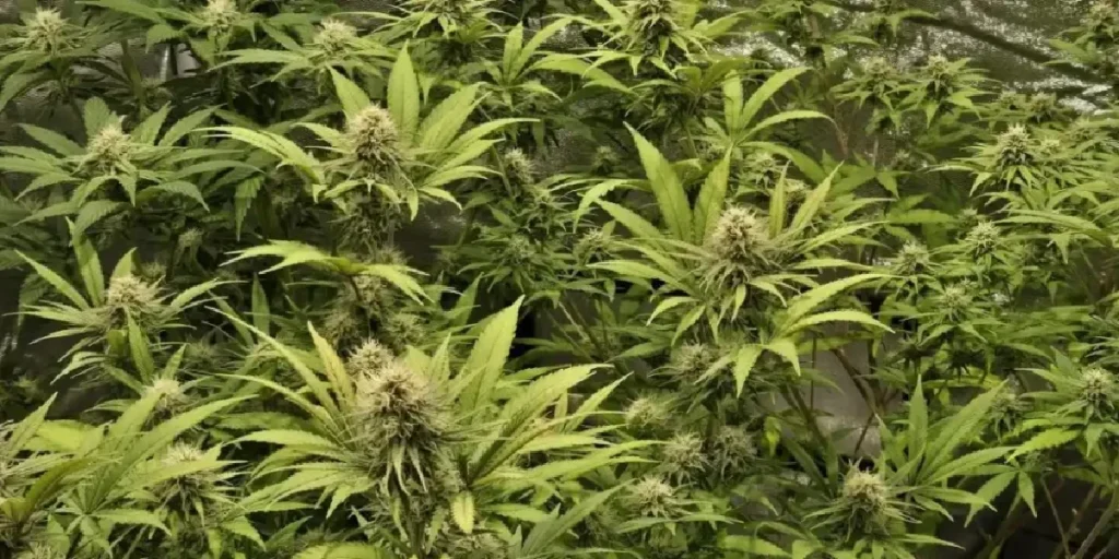 Exodus Cheese plants growing indoors during flowering