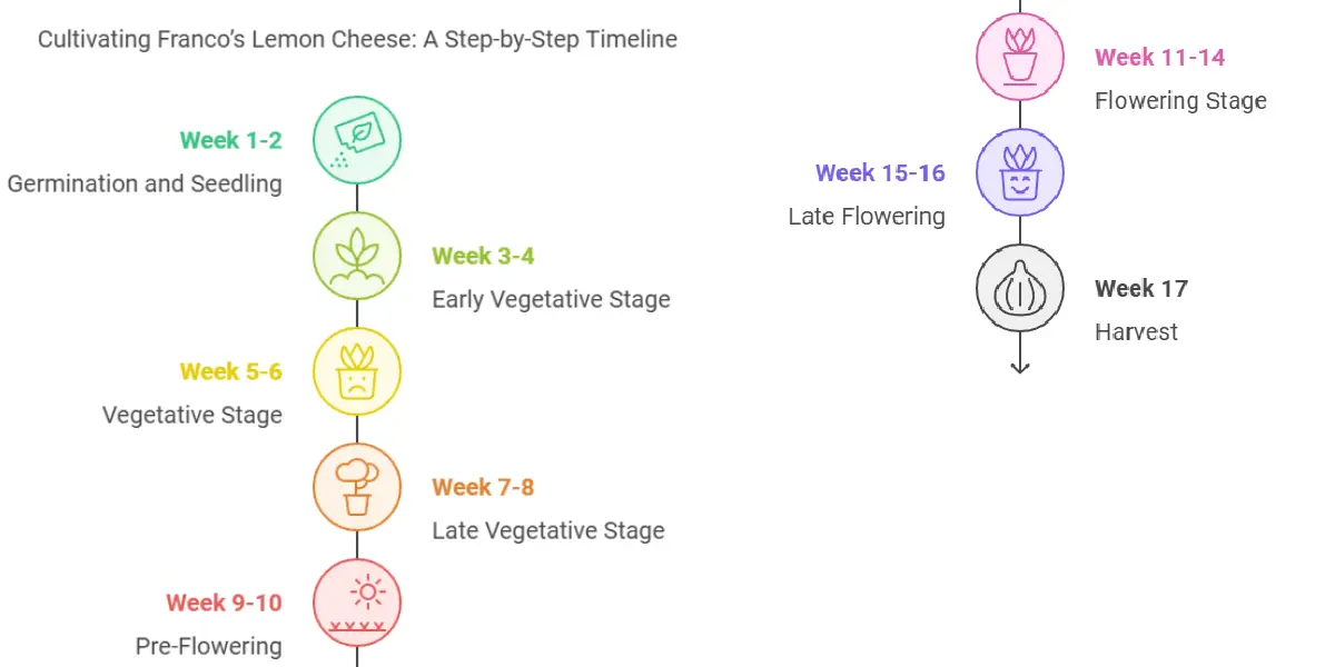 Franco’s Lemon Cheese buds with dense trichomes and citrus aroma