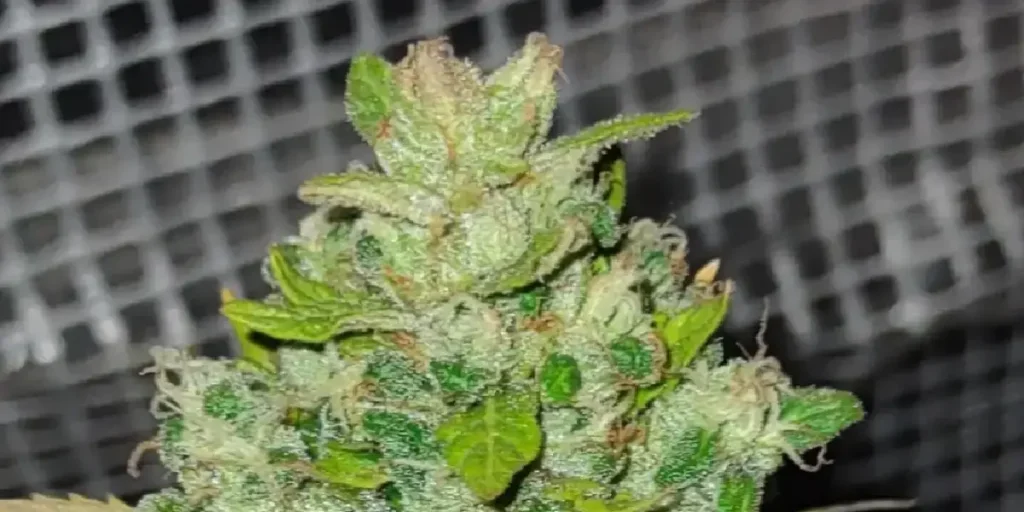 How to Grow Franco’s Lemon Cheese Strain