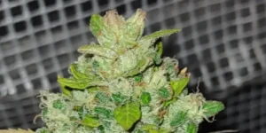 How to Grow Franco’s Lemon Cheese Strain