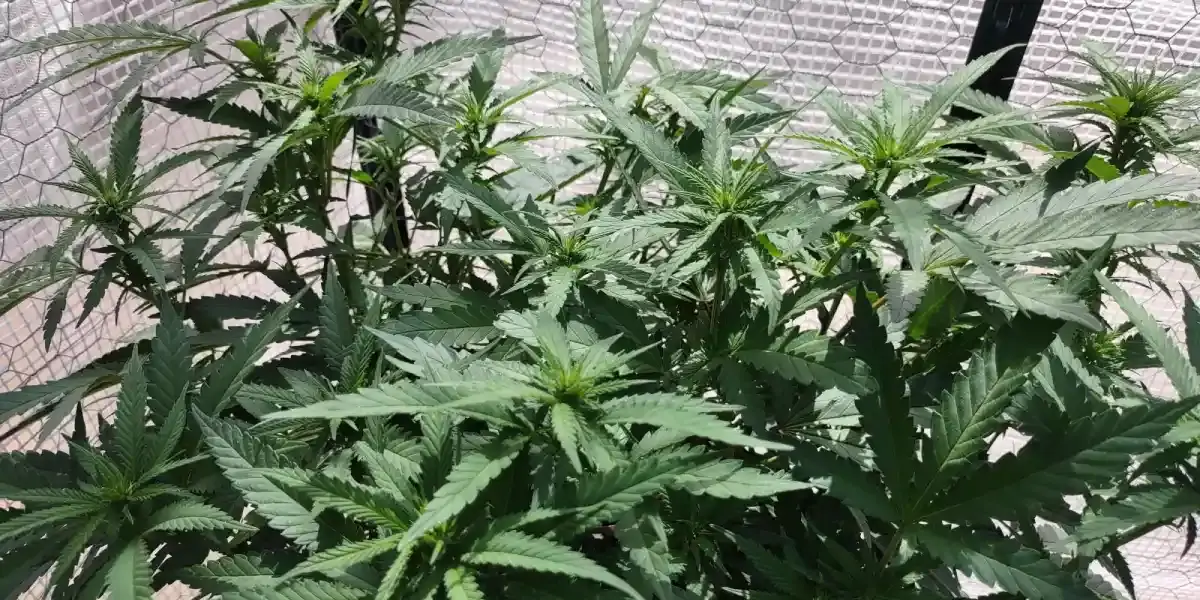 Franco’s Lemon Cheese plant in vegetative growth stage