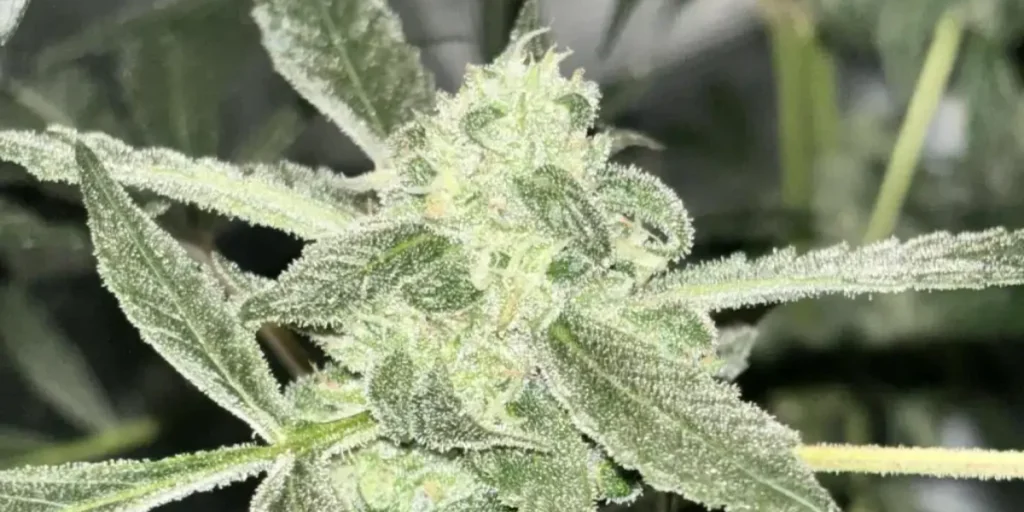 How to Grow Fullgas Strain