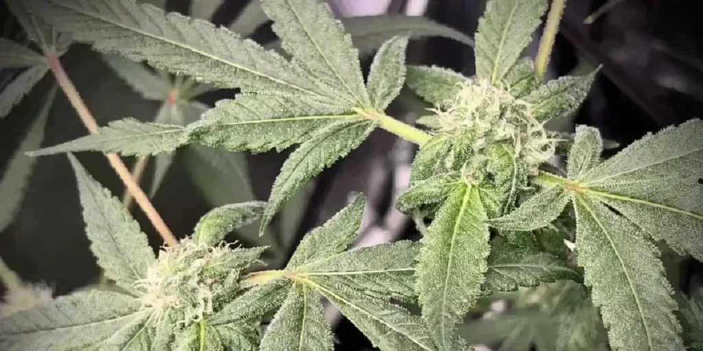 Fullgas strain dense frosty cola with heavy trichome coverage and compact bud structure during flowering.