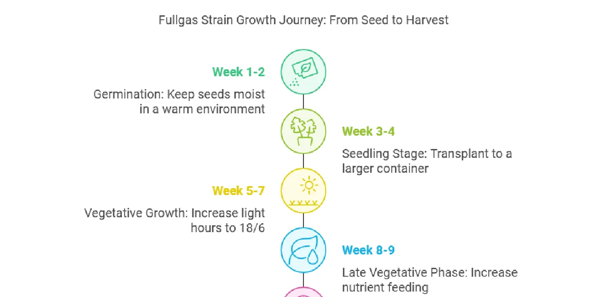 Fullgas strain growth timeline infographic showing stages from germination to vegetative development with weekly breakdown.