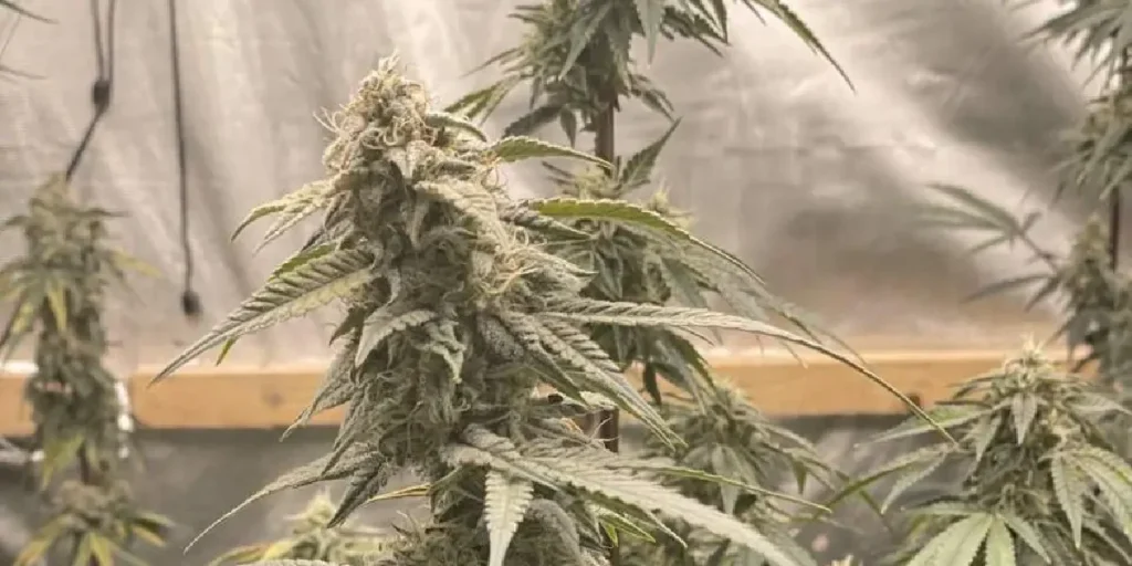 How to Grow Great White Shark Strain