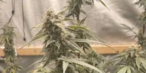 How to Grow Great White Shark Strain