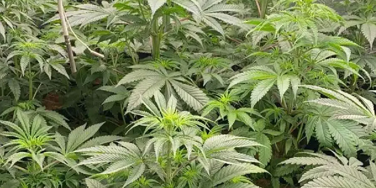 Great White Shark cannabis plants in vegetative stage with dense green foliage