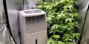 hygrometer and humidity monitor inside cannabis grow tent showing temperature and humidity levels