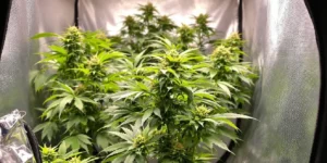 Intake fan pushing fresh air into a cannabis grow tent with LED lighting.