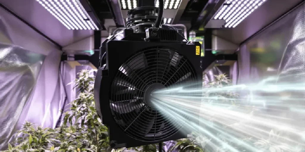 Cannabis plants growing in a tent using passive air intake system.