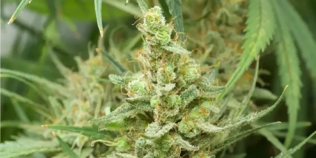 How to Grow Hawaiian Snow Strain