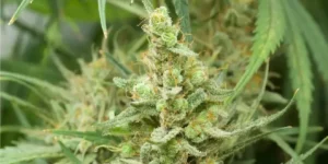 How to Grow Hawaiian Snow Strain