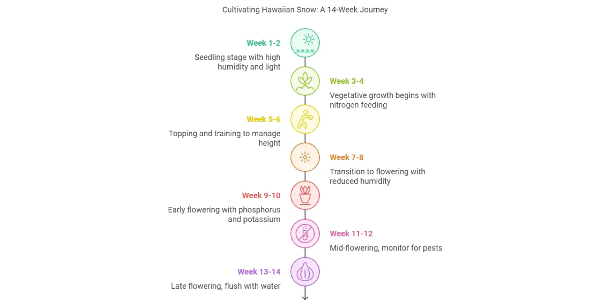 Hawaiian Snow strain growth timeline infographic showing stages from seedling to harvest across 14 weeks.