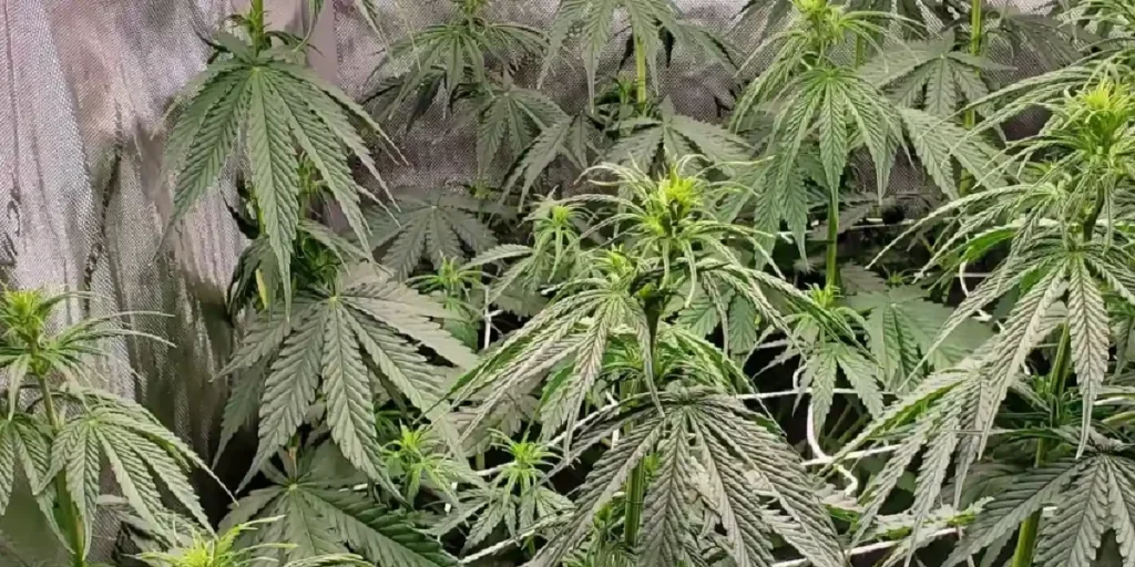 Hawaiian Snow strain plants forming dense vegetative canopy with broad leaves and active growth in indoor setup.