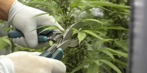 Trimming Cannabis During Flowering: What You Need to Know