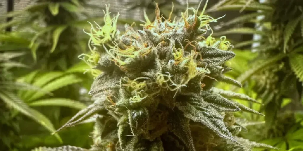 Highcloudz cannabis buds with dense trichomes and pistils