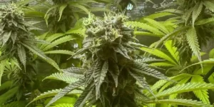 How to Grow Highcloudz Strain