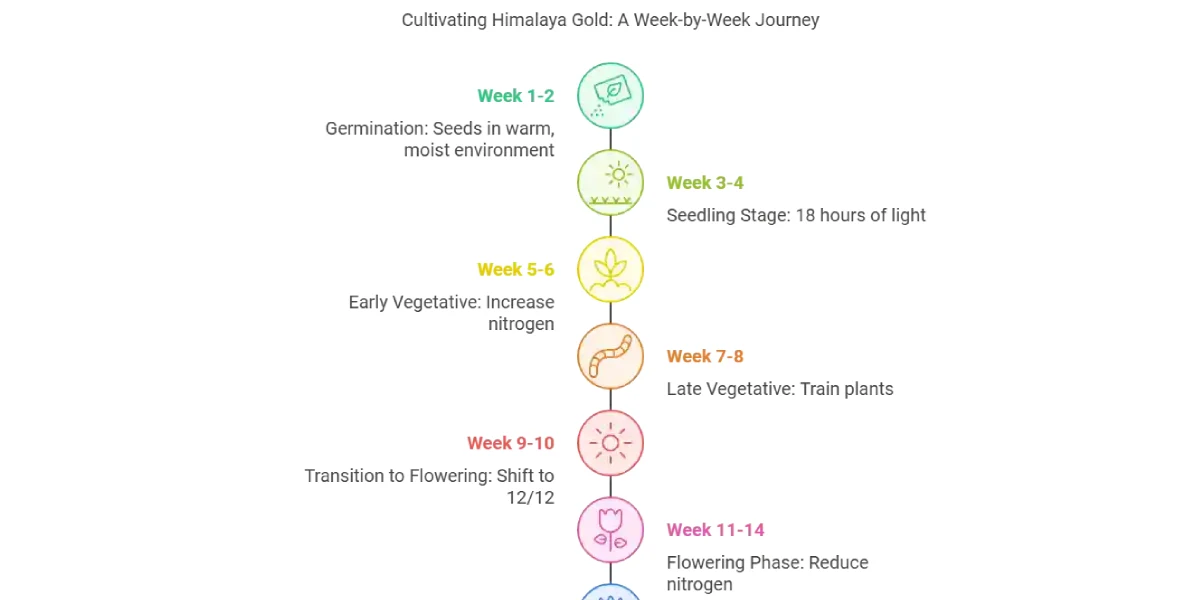 Close up of Himalaya Gold bud with visible trichomes and resin production.