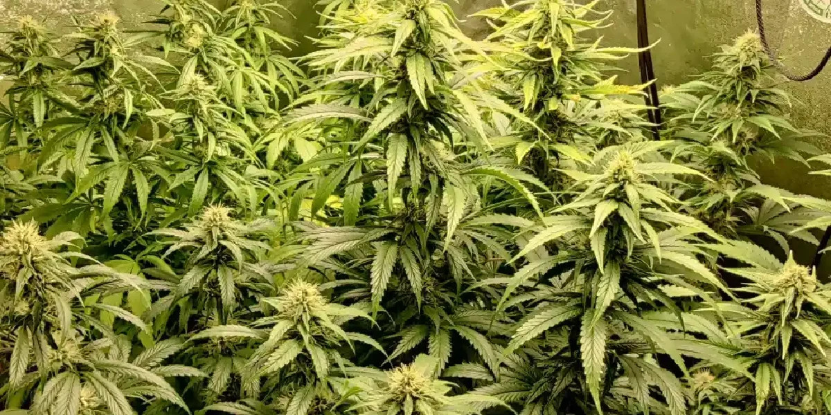 Himalaya Gold plants in flowering stage grown indoors with dense bud formation