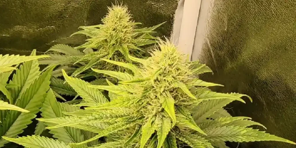 How to Grow Himalaya Gold Strain