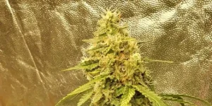 Holy Punch cannabis bud in flowering stage with visible pistils and trichomes.