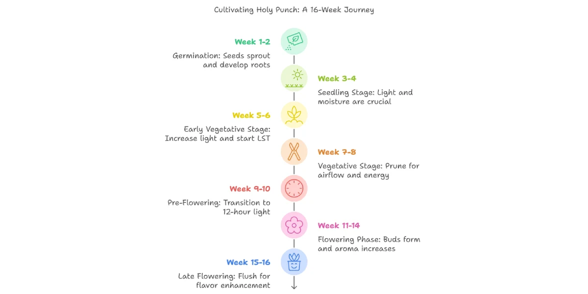Holy Punch cannabis grow timeline showing stages from germination to harvest.