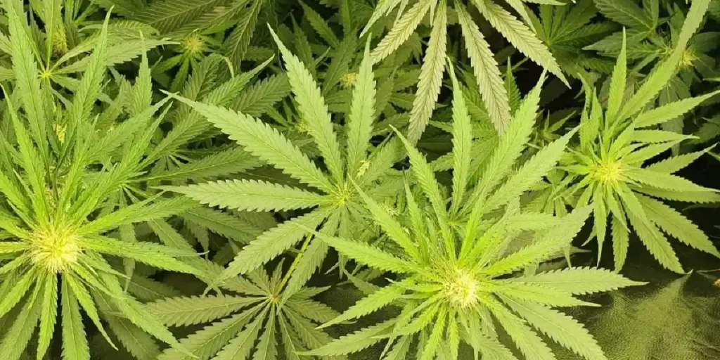 Holy Punch cannabis plants in vegetative stage with healthy green leaves.
