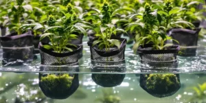 Hydroponic cannabis roots in water system