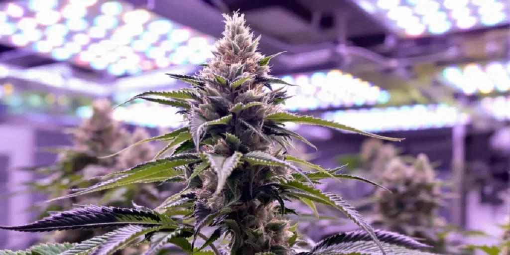 indoor cannabis grow room filled with autoflower plants under LED lights