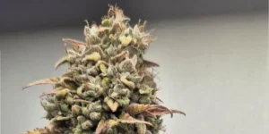 Lemon Drizzle Weed Strain Grow Info