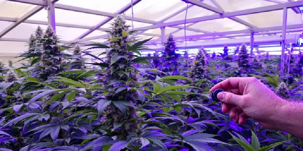 Measuring light levels in cannabis cultivation